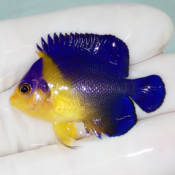 【現物49】sale スミレヤッコ 3.8cm±! 海水魚 ヤッコ 15時までのご注文で当日発送(t111