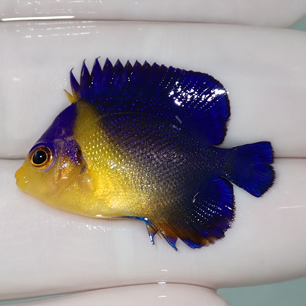 【現物50】sale スミレヤッコ 3.3cm±! 海水魚 ヤッコ 15時までのご注文で当日発送(t111