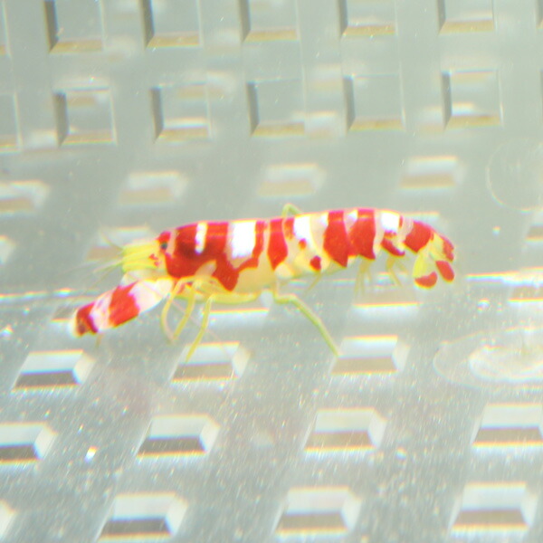 B品 ランドールピストルシュリンプ  2-3cm± ! 海水魚 エビ (t129