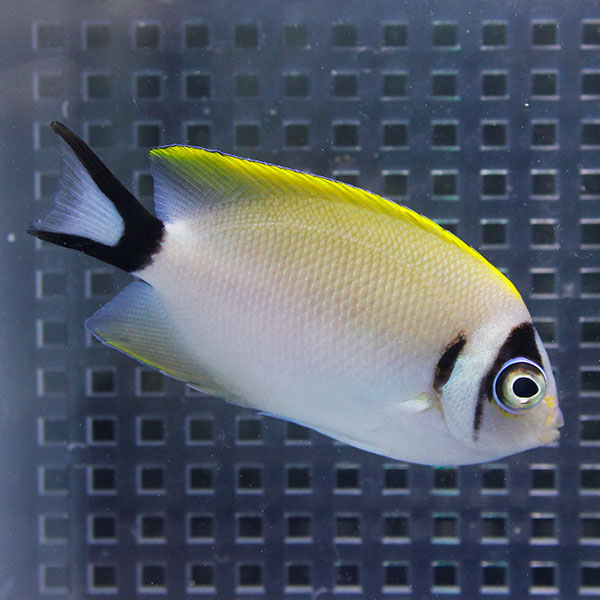 トサヤッコ メス １匹 4-6cm !海水 生体 ヤッコ 餌付け 15時までのご注文で当日発送(t111