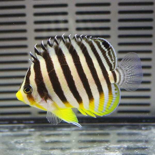 【サンプル画像】シマヤッコ 粒エサ餌付け済み 5-6cm !(t111