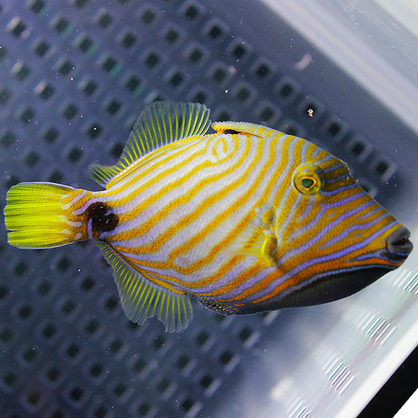 クマドリモンガラ 7-9cm±! 海水魚 ハギ 餌付け!15時までのご注文で当日発送(t119