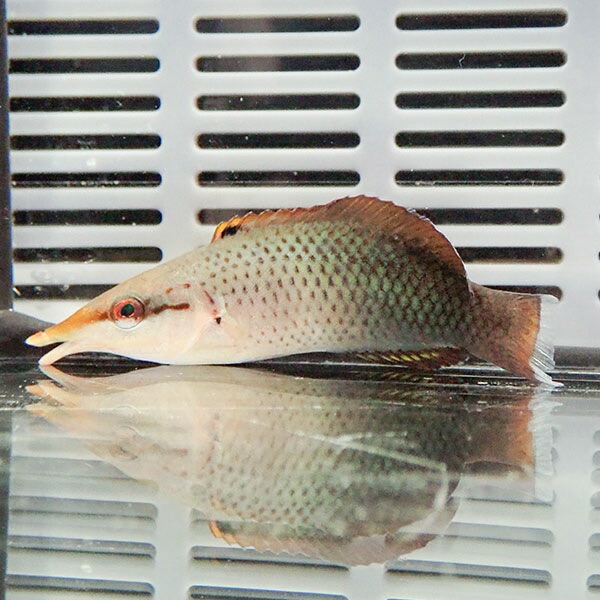 クギベラ ♀ 8-10cm±!海水魚 ベラ15時までのご注文で当日発送(t122(t207