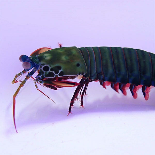 モンハナシャコ 8-10cm± ! 海水魚 15時までのご注文で当日発送【フエダイ】(t207