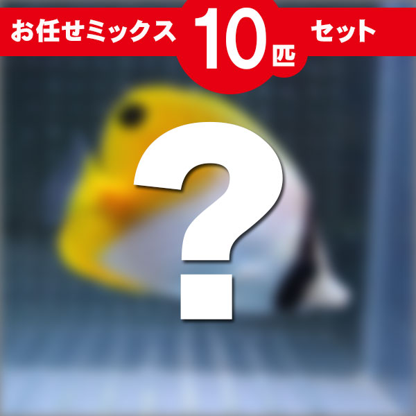 チョウチョウウオ MIX 10匹セット!サイズ、種類指定不可 チョウチョウウオ 15時までのご注文で当日発送(t114