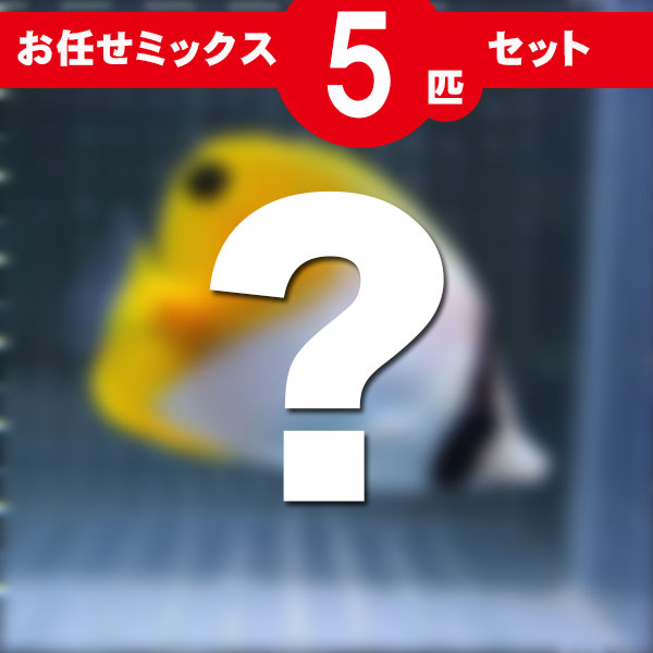 チョウチョウウオ MIX 5匹セット!海水魚 生体 チョウチョウウオ 15時までのご注文で当日発送(t114