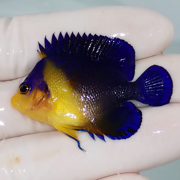 【現物18】スミレヤッコ 4.5cm±! 海水魚 ヤッコ 15時までのご注文で当日発送(t111