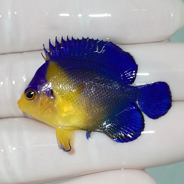 【現物51】sale スミレヤッコ 4cm±! 海水魚 ヤッコ 15時までのご注文で当日発送(t111