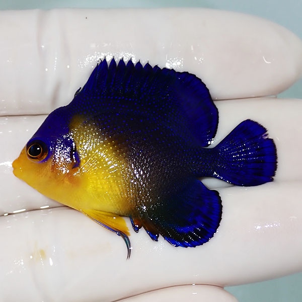 【現物20】背びれ奇形 スミレヤッコ 4.5cm±! 海水魚 ヤッコ 15時までのご注文で当日発送(t111