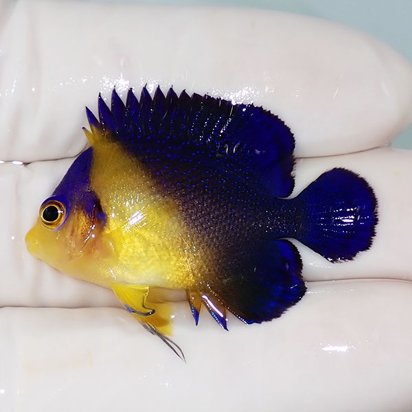 【現物21】スミレヤッコ 4cm±! 海水魚 ヤッコ 15時までのご注文で当日発送(t111