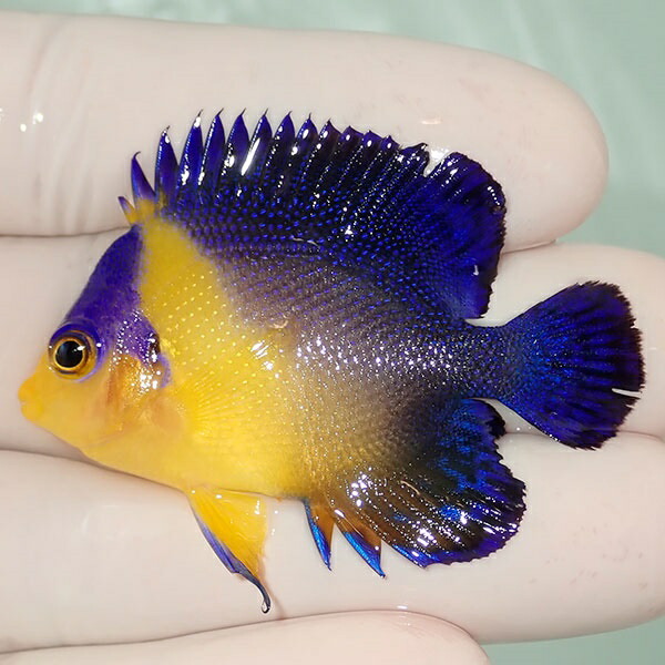 【現物155】スミレヤッコ 5cm±! 海水魚 ヤッコ 15時までのご注文で当日発送(t111