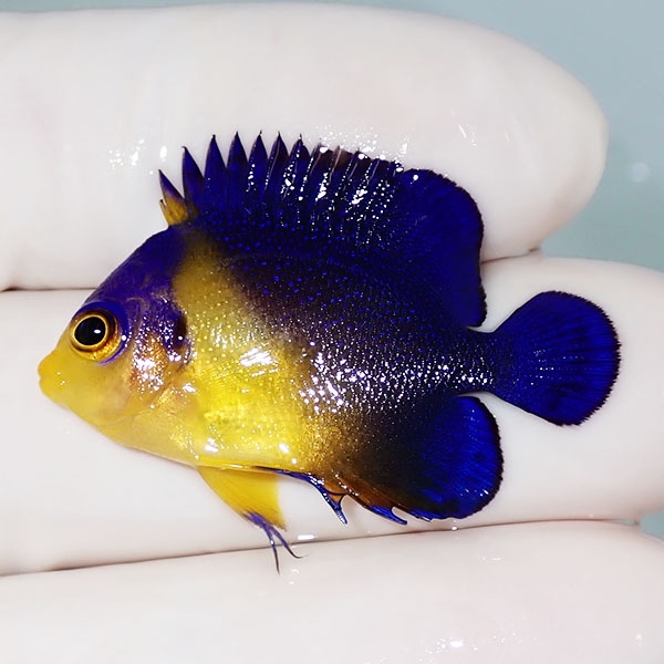 【現物22】スミレヤッコ 3.5cm±! 海水魚 ヤッコ 15時までのご注文で当日発送(t111