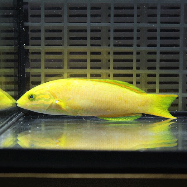 ヤマブキベラ 10-12cm!  海水魚 ベラ 15時までのご注文で当日発送(t122