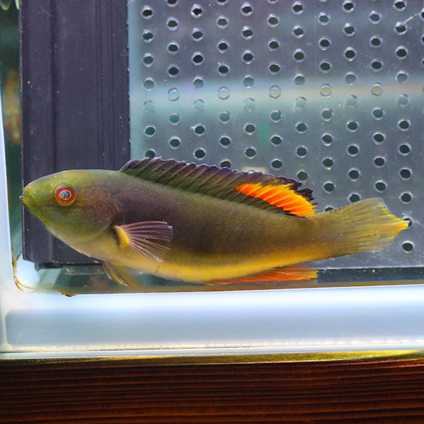 トモシビイトヒキベラ 5-7cm±!海水魚 ベラ15時までのご注文で当日発送(t122