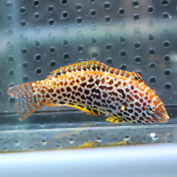 ノドグロベラ 4-6cm±!海水魚 ベラ15時までのご注文で当日発送(t122