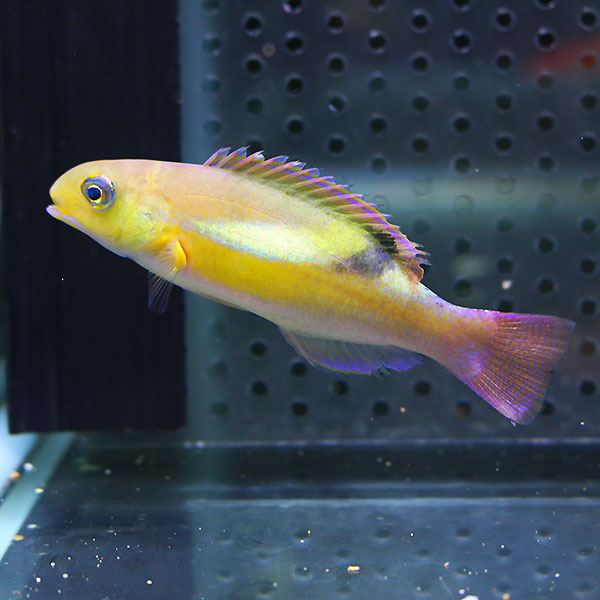 ゾスターラス 7-9cm±!海水魚 ベラ【15時までのご注文で当日発送】