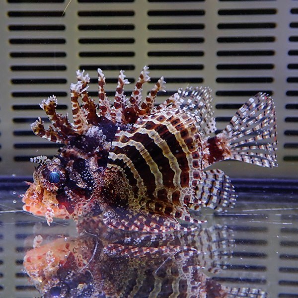 シマヒメヤマノカミ 5-7cm±!海水魚 カサゴ15時までのご注文で当日発送【カサゴ】(t207