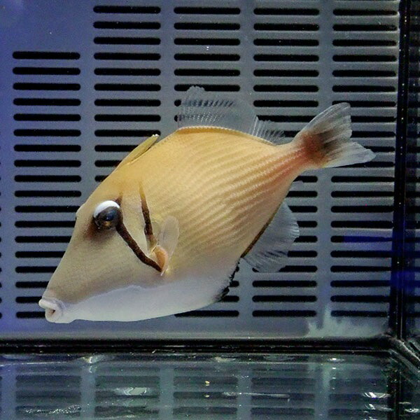 ムスメハギ 10-12cm±! 海水魚 ハギ !15時までのご注文で当日発送【モンガラ】(t119(t207