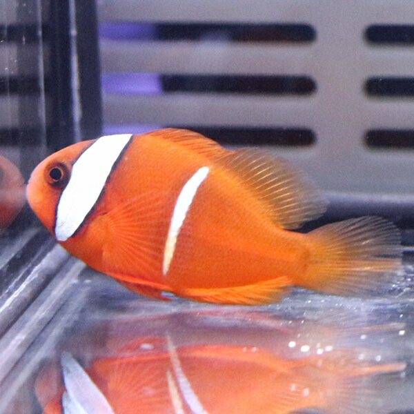 ハマクマノミ 幼魚柄 ! 海水魚 クマノミ 餌付け 15時までのご注文で当日発送(t115