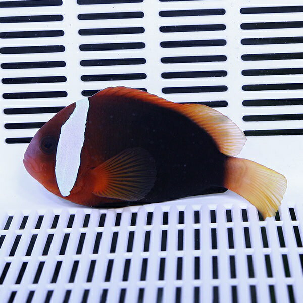 ★ハマクマノミ 黒 5-7cm±! 海水魚 クマノミ 餌付け 15時までのご注文で当日発送(t115