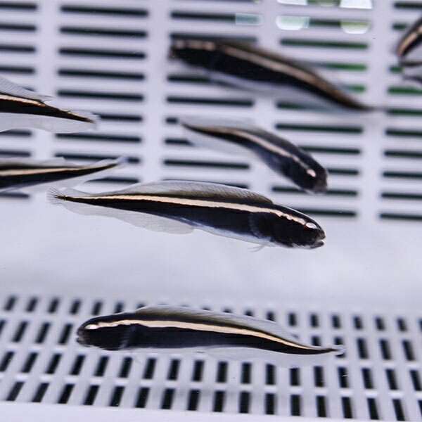 コンビクトブレニー 4-5cm±! 海水魚 ブレニー 餌付け 15時までのご注文で当日発送(t124(t121