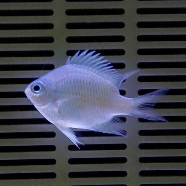 クラカオスズメダイ 5匹セット 2-3cm±! 海水魚 スズメダイ 餌付け 15時までのご注文で当日発送(t117