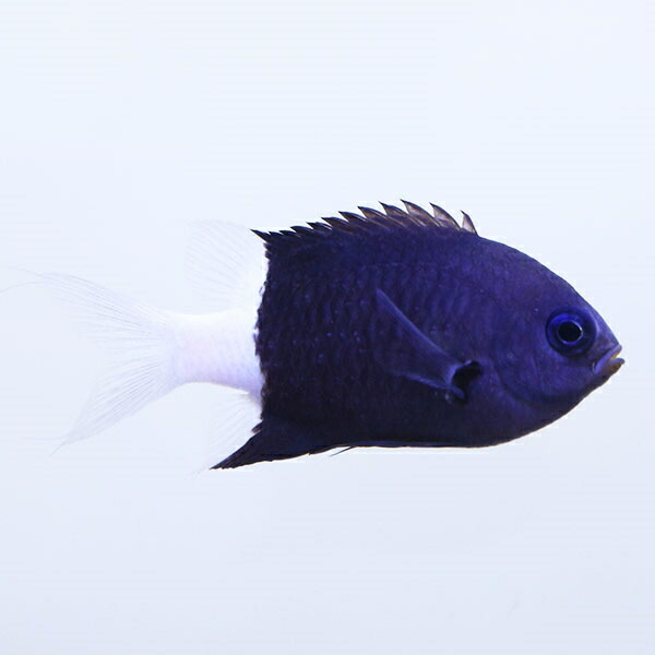 シコクスズメ 5-6cm±! 海水魚 スズメダイ 15時までのご注文で当日発送(t117