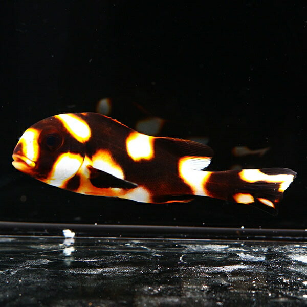 コショウダイ 幼魚 10-12cm± 海水魚 コショウダイ 餌付け 15時までのご注文で当日発送(t208