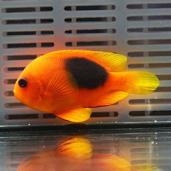 レッドサドルバックアネモネ 5-7cm±! 海水魚 クマノミ 餌付け 15時までのご注文で当日発送(t115