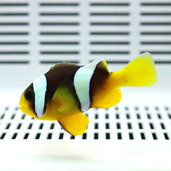 セバエアネモネ 6-8cm±! 海水魚 クマノミ 餌付け 15時までのご注文で当日発送(t115