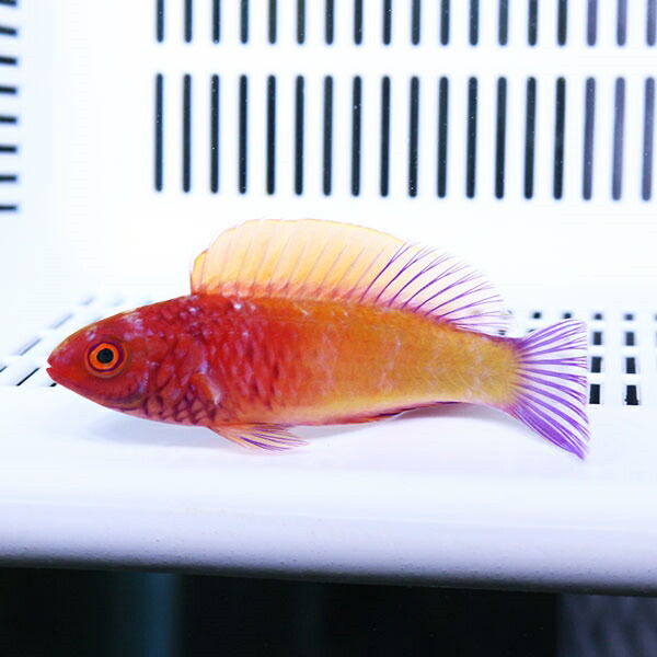 ロージースケールフェアリー 6-8cm±! 海水魚 ベラ 餌付け(t122