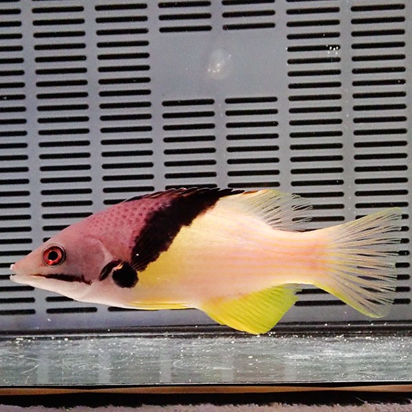 ケサガケベラ 10-12cm±!海水魚 ベラ (t122
