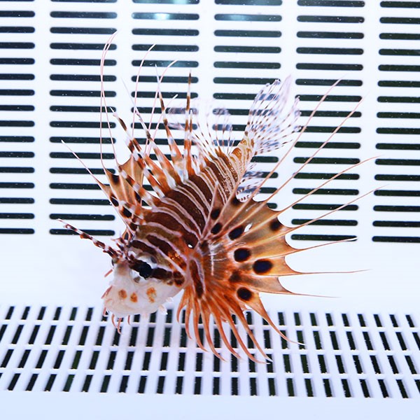 ネッタイミノカサゴ 8-10m±!  海水魚 カサゴ 活餌付け 15時までのご注文で当日発送【カサゴ】