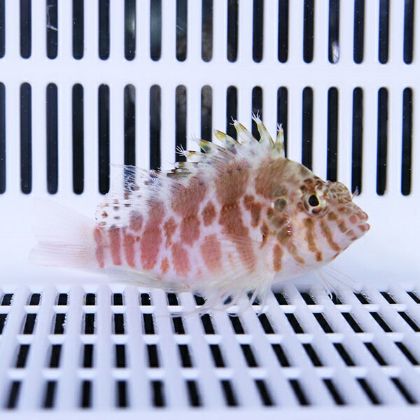 ミナミゴンベ 4-6cm±! 海水魚 ゴンベ 餌付け 15時までのご注文で当日発送(t125