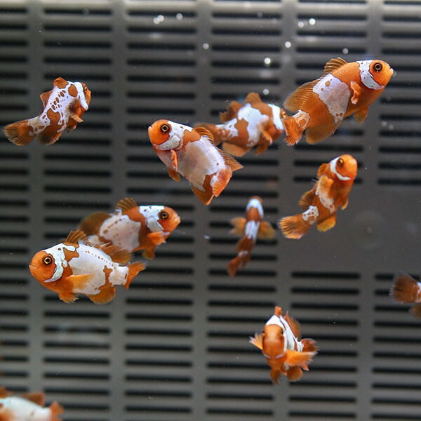 ライトニングマロン 【1匹】3-3.5cm± 色指定不可! 海水魚 クマノミ 餌付け 15時までのご注文で当日発送(t115