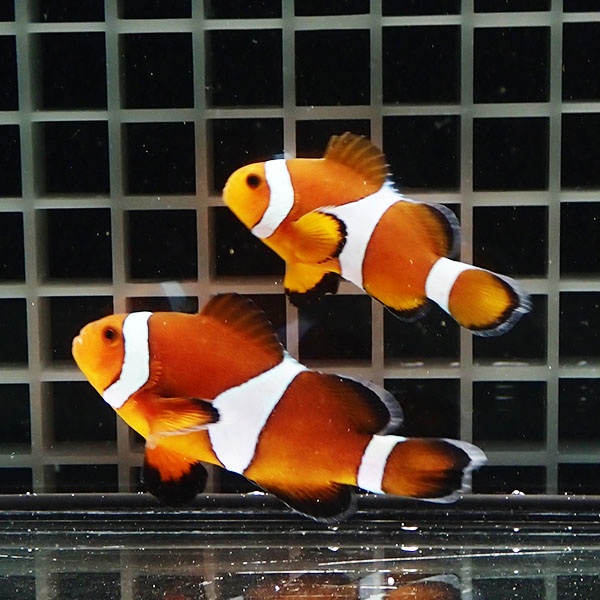 【現物2】カクレクマノミ ワイルドペア ♂5cm ♀6.5cm± ! wild 海水魚 カクレクマノミ(t111(t207