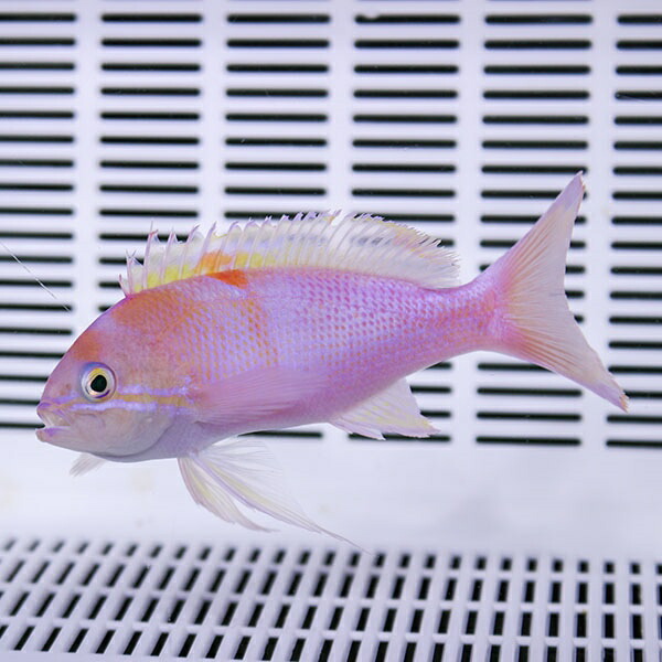 ナガハナダイ 10-13cm±! 海水魚 ハナダイ 餌付け 15時までのご注文で当日発送(t118
