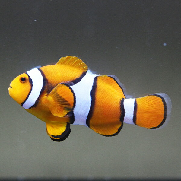 (サンプル画像)　ペルクラクラウン 3.5-4.5cm±! 海水魚 クマノミ 餌付け 15時までのご注文で当日発送(t115