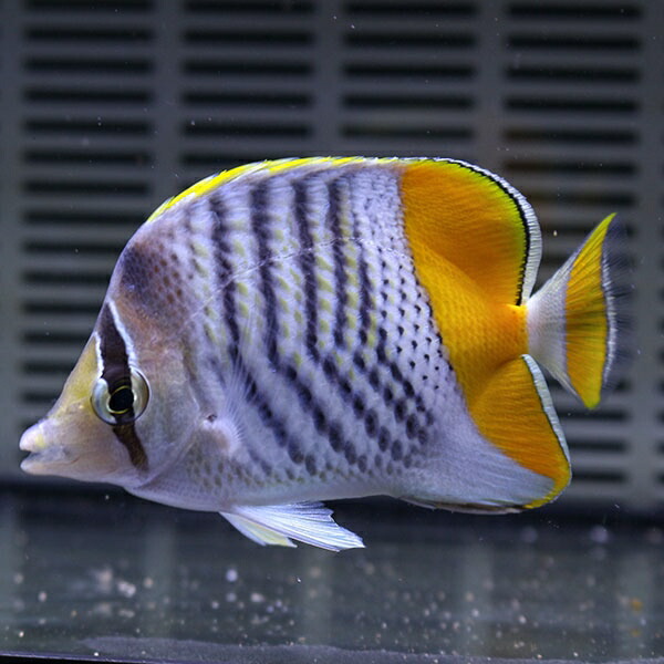 ベニオチョウ 7-9cm±!海水魚 クマノミ 餌付け【クマノミ】