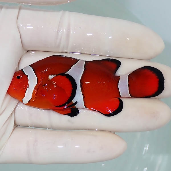 【現物7】カクレクマノミbig 7.3cm± ! wild 海水魚 カクレクマノミ(t111(t207