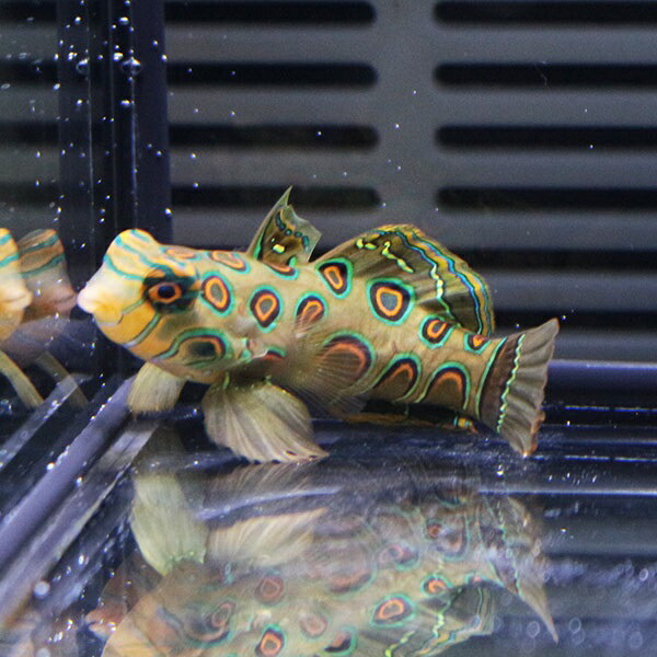 スポッテッドマンダリン 4-5cm± 雌雄判別不可!海水魚 マンダリン 餌付け(t125