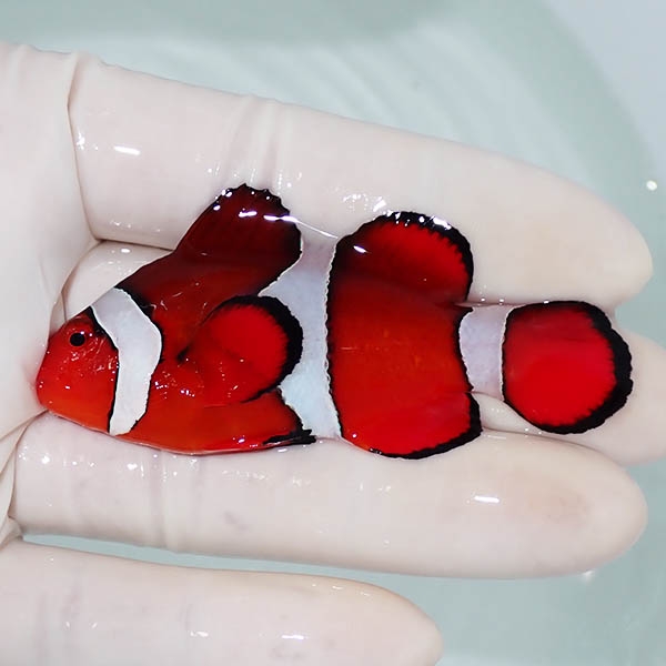 【現物4】カクレクマノミbig 7cm! wild 海水魚 カクレクマノミ(t111(t207