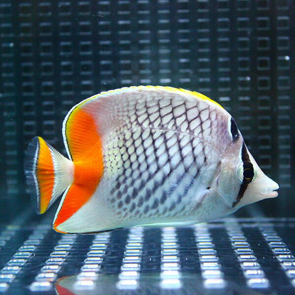 アミメチョウ 大きめ 10-12cm±!  海水魚 チョウチョウウオ 15時までのご注文で当日発送(t114