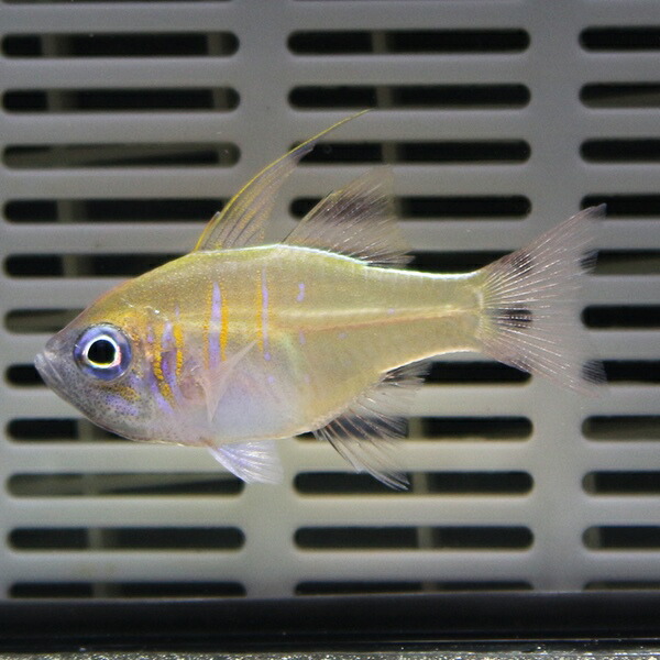 イトヒキテンジクダイ 5-7cm± 3匹セット! 海水魚 テンジクダイ 餌付け 15時までのご注文で当日発送(t116