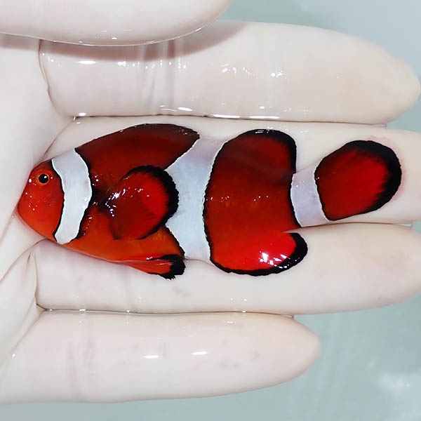 【現物5】カクレクマノミbig 7.3cm! wild 海水魚 カクレクマノミ(t111(t207