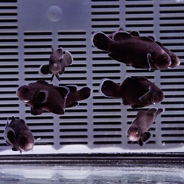 粒エサ餌付け済み ミッドナイトクラウン 3-4cm± 黒色等の色指定不可! 海水魚 クマノミ 餌付け 15時までのご注文で当日発送(t115(t207