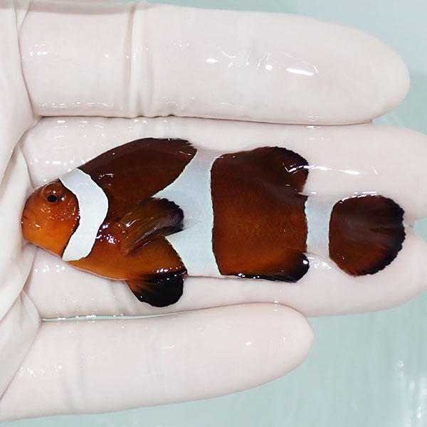 【現物9】カクレクマノミbig 6.5cm± ! wild 海水魚 カクレクマノミ(t111(t207