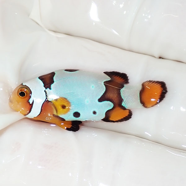 【現物1】ブラックアイスオセラリス 3cm±! 海水魚 クマノミ 餌付け 15時までのご注文で当日発送(t115(t207
