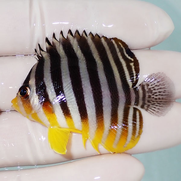 【現物50】シマヤッコ 5.3cm±! 海水魚 生体 15時までのご注文で当日発送(t111(t207