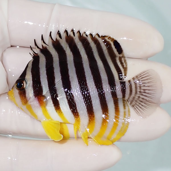 【現物43】シマヤッコ 6.3cm±! 海水魚 生体 15時までのご注文で当日発送(t111(t207